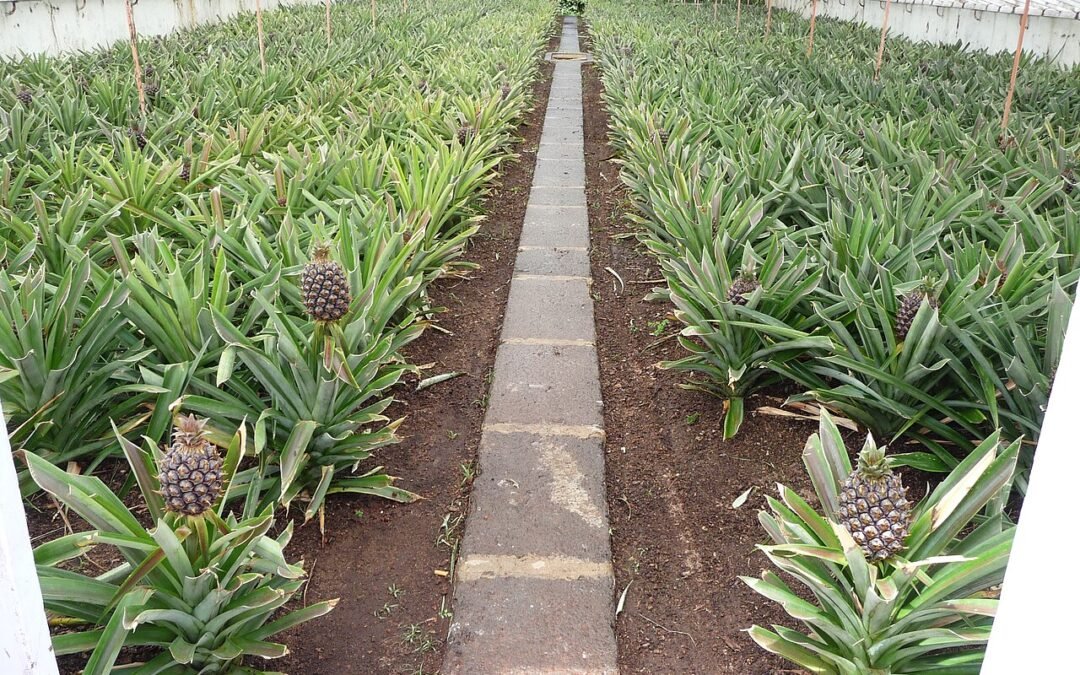 Augusto Arruda Pineapple Plantation
