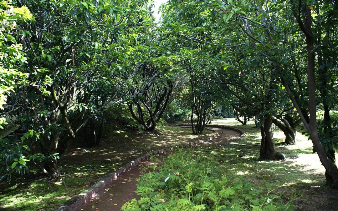 Faial Botanical Garden