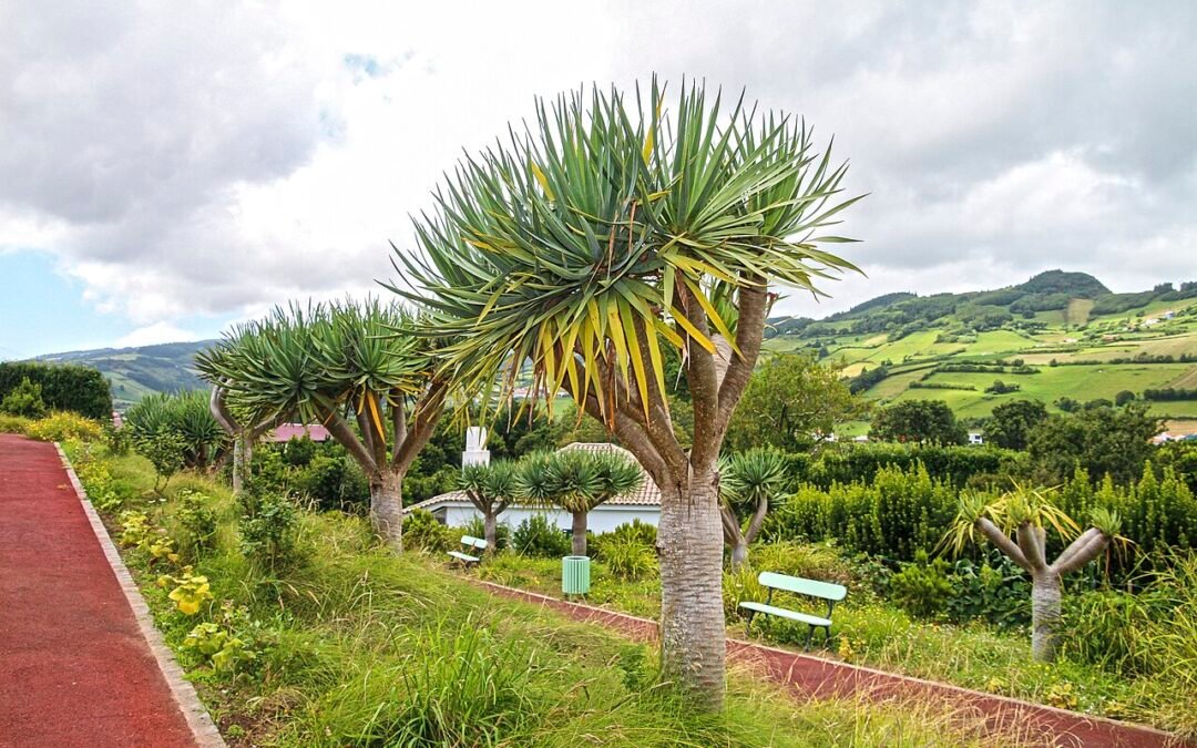 Faial Botanical Garden