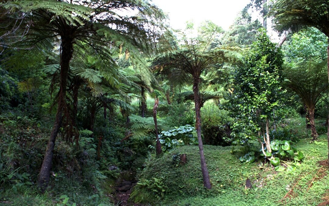 Silveira Forest Park