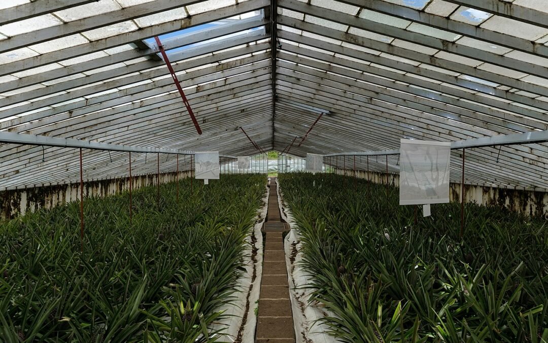Azorean Pineapple Plantation