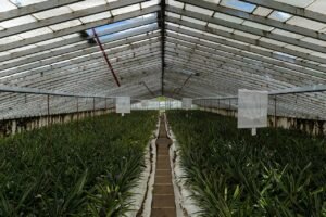 Azorean Pineapple Plantation