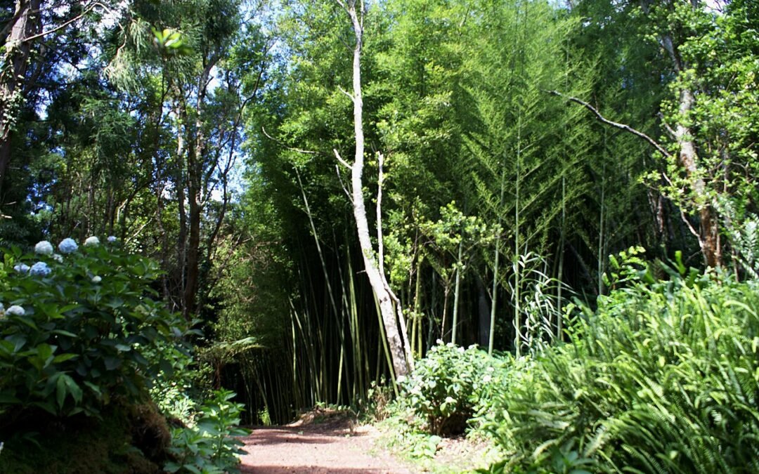 Pinhal da Paz Forest Park