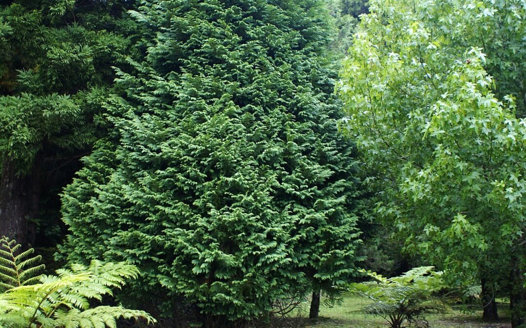 Falca Forest Park