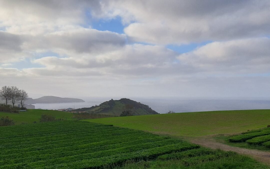 Gorreana Tea Factory
