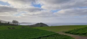 Gorreana Tea Factory
